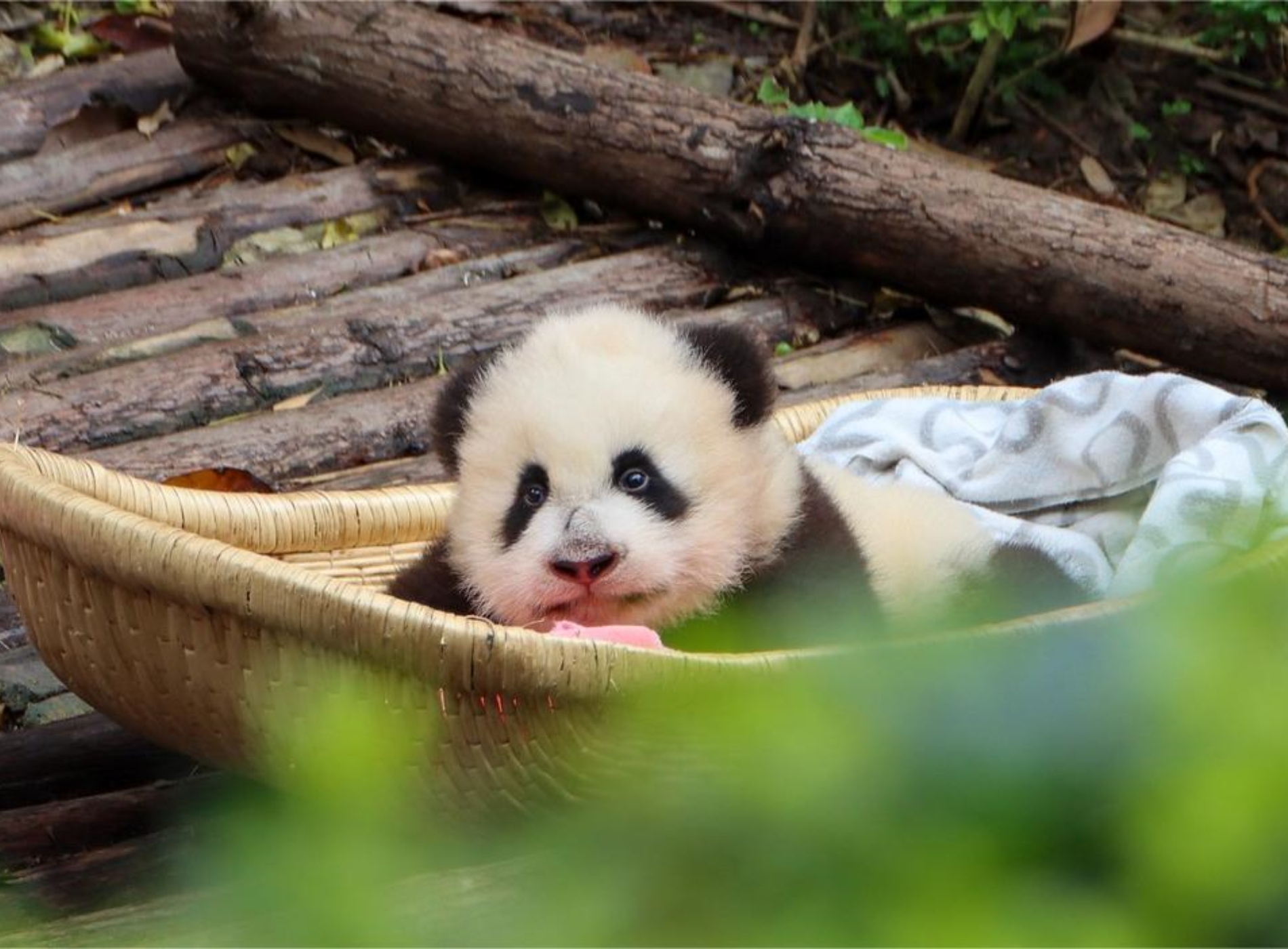 Chengdu Research Base of Giant Panda Breeding